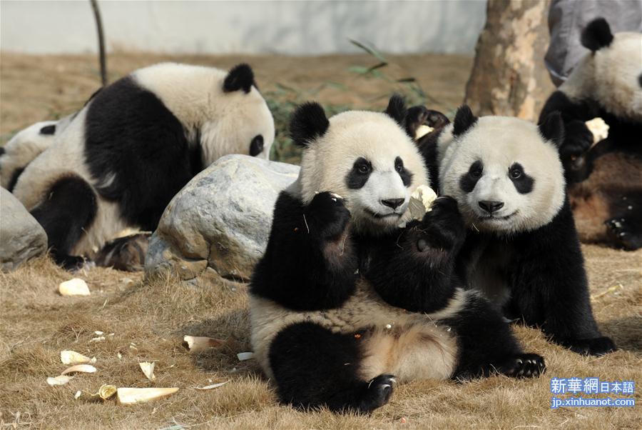 （社会）（2）大熊猫的“团圆饭”