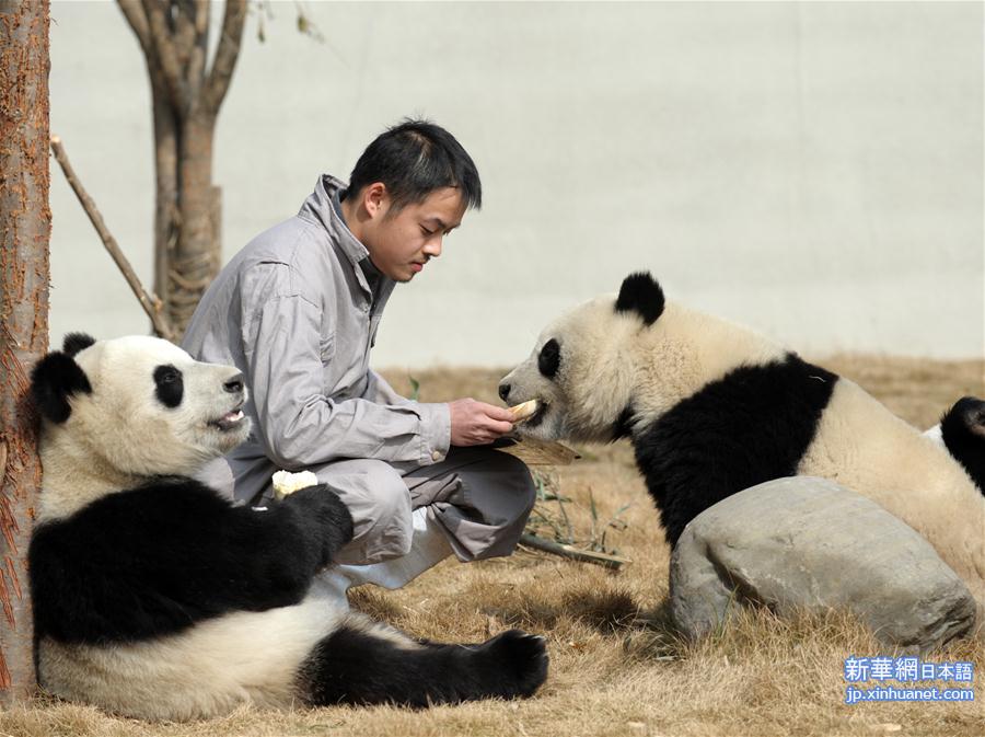 （社会）（3）大熊猫的“团圆饭”