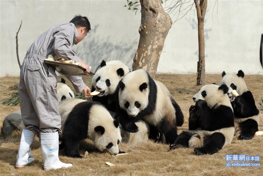 （社会）（4）大熊猫的“团圆饭”
