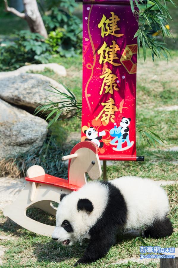 （社会）（4）澳门：大熊猫宝宝亮相贺新春