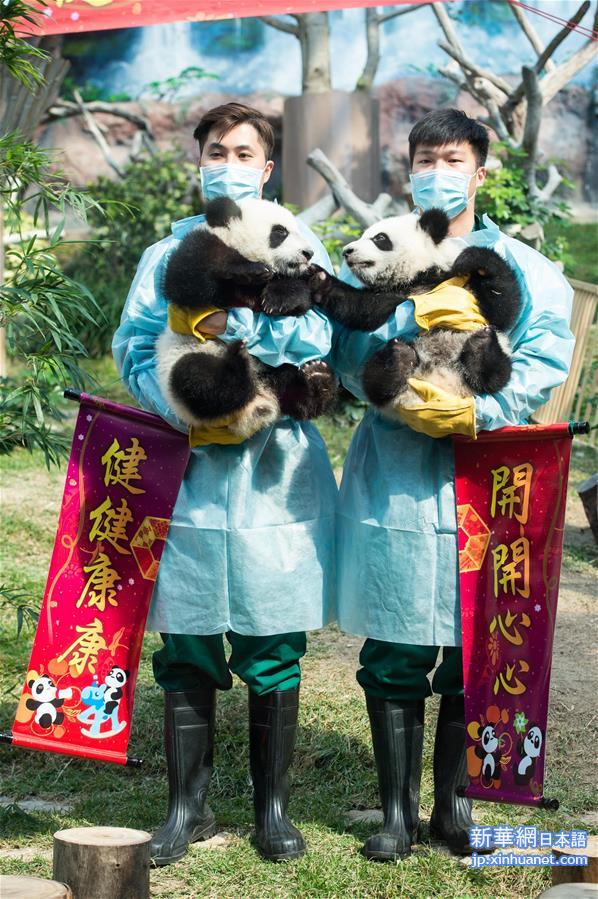 （社会）（1）澳门：大熊猫宝宝亮相贺新春