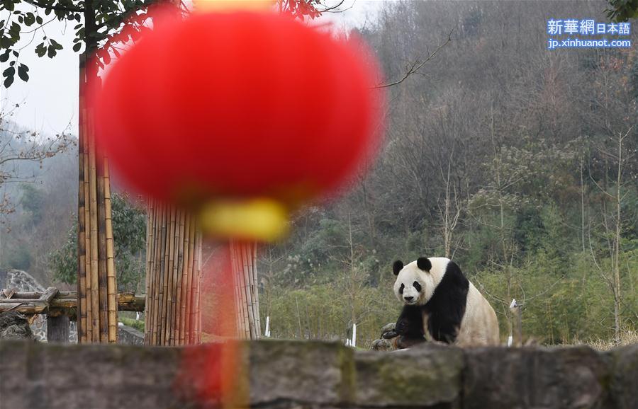 （新春走基层）（1）与大熊猫一起过年的饲养员