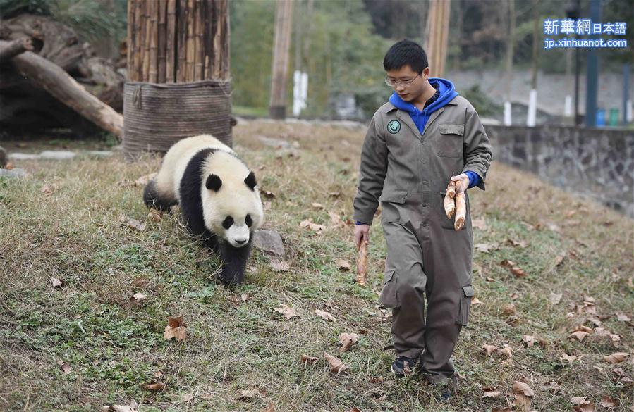 （新春走基层）（2）与大熊猫一起过年的饲养员