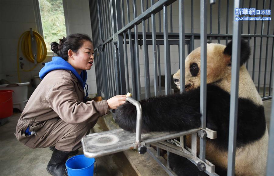 （新春走基层）（3）与大熊猫一起过年的饲养员