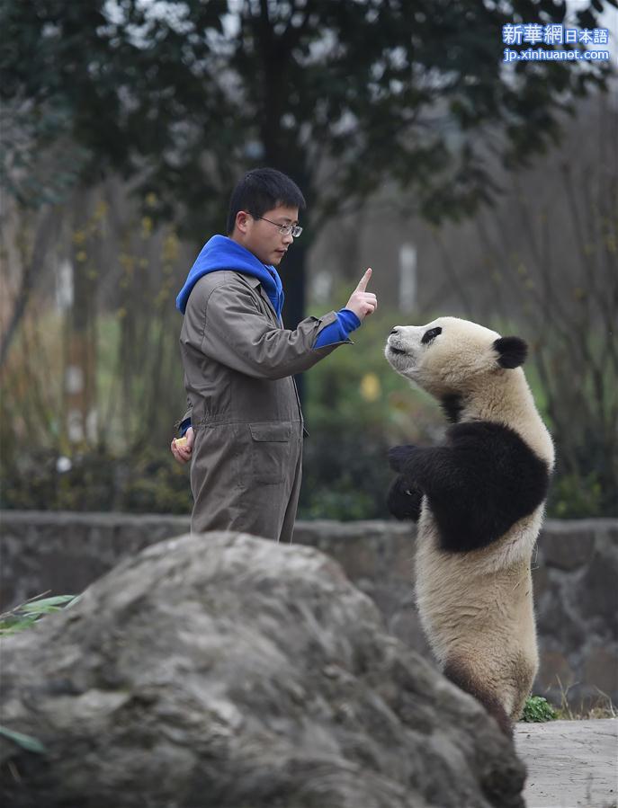 （新春走基层）（4）与大熊猫一起过年的饲养员