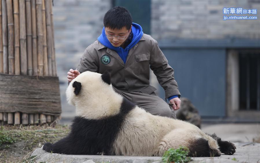 （新春走基层）（5）与大熊猫一起过年的饲养员