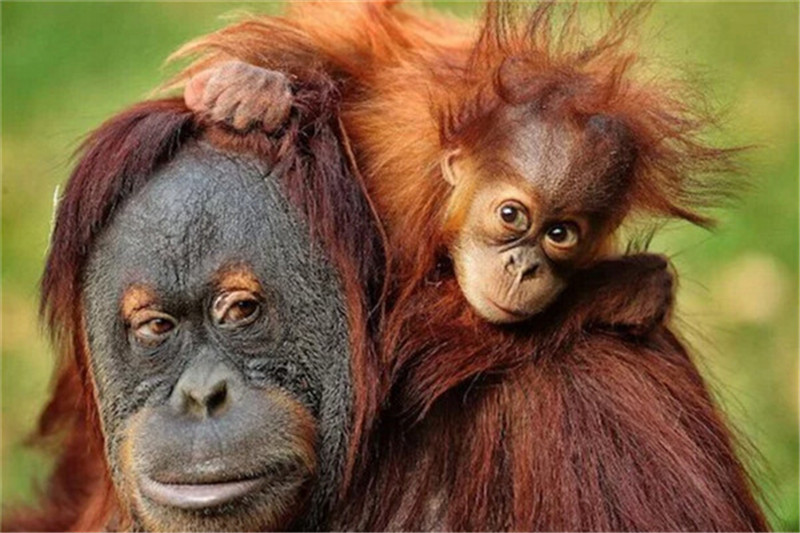 世界の動物園、かわいい動物の写真を公開