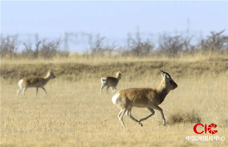  一只中华对角羚在青海湖野生动物保护中心内奔跑