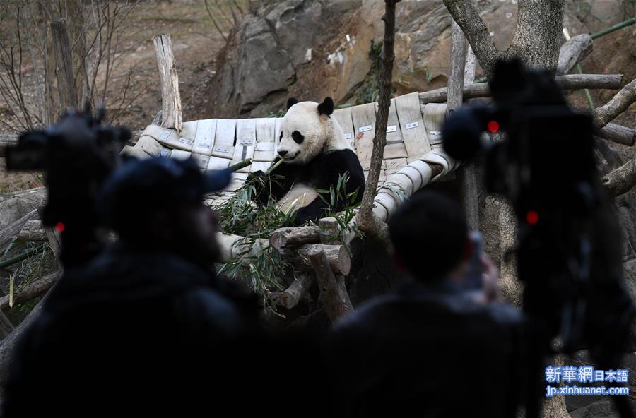 （国际）（7）大熊猫“宝宝”起程回国