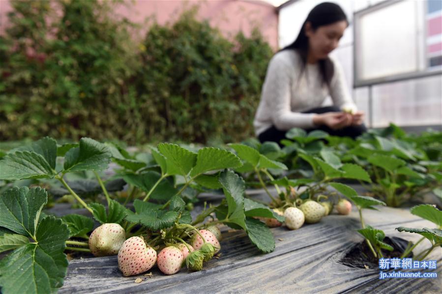 （社会）（1）山东平度培育出新品种草莓“白雪公主”