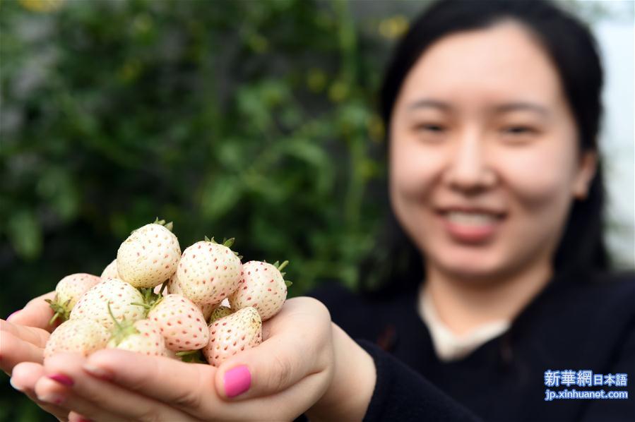 （社会）（2）山东平度培育出新品种草莓“白雪公主”