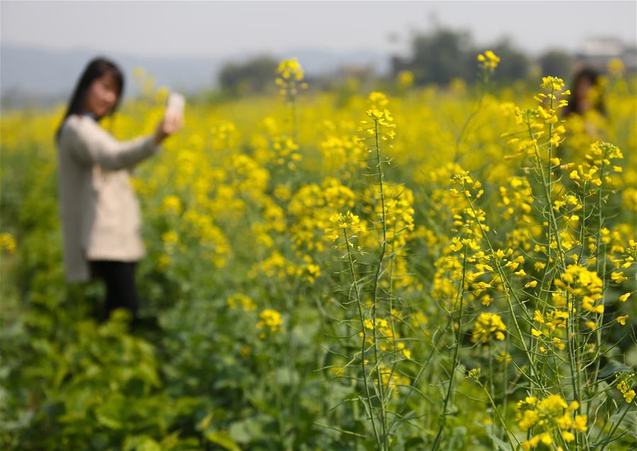 #（环境）（3）花开春意浓