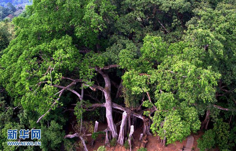 1本の木で森を成す　樹齢500年の巨大なガジュマルの木　雲南省