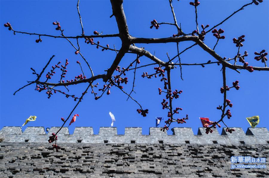 （环境）（2）北京：明城墙下梅花香
