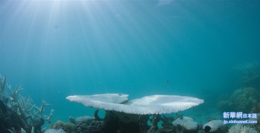 [1]（外代二线）大堡礁珊瑚连续两年出现白化