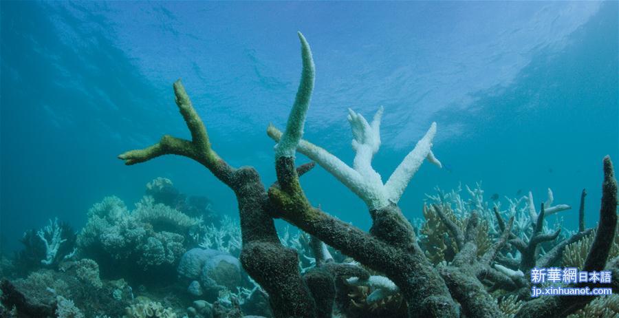 [2]（外代二线）大堡礁珊瑚连续两年出现白化