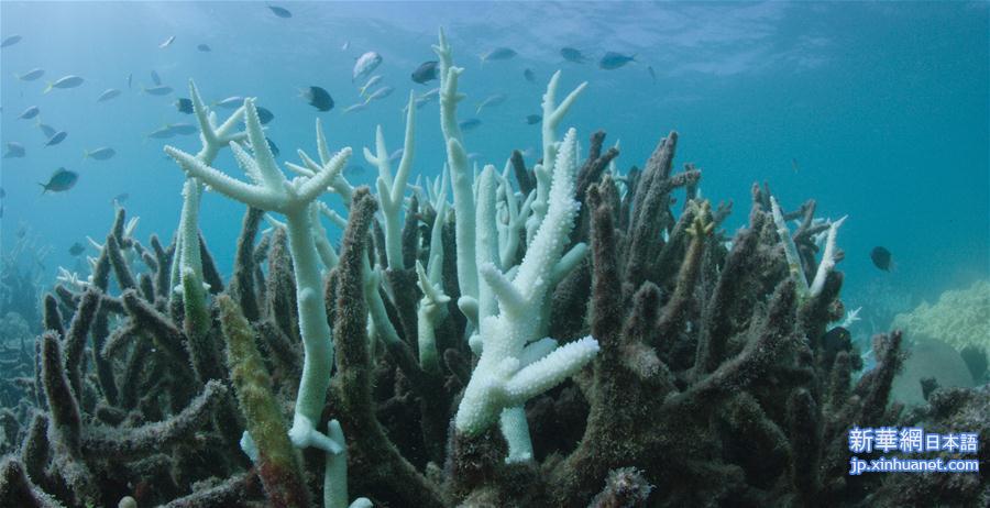 [3]（外代二线）大堡礁珊瑚连续两年出现白化