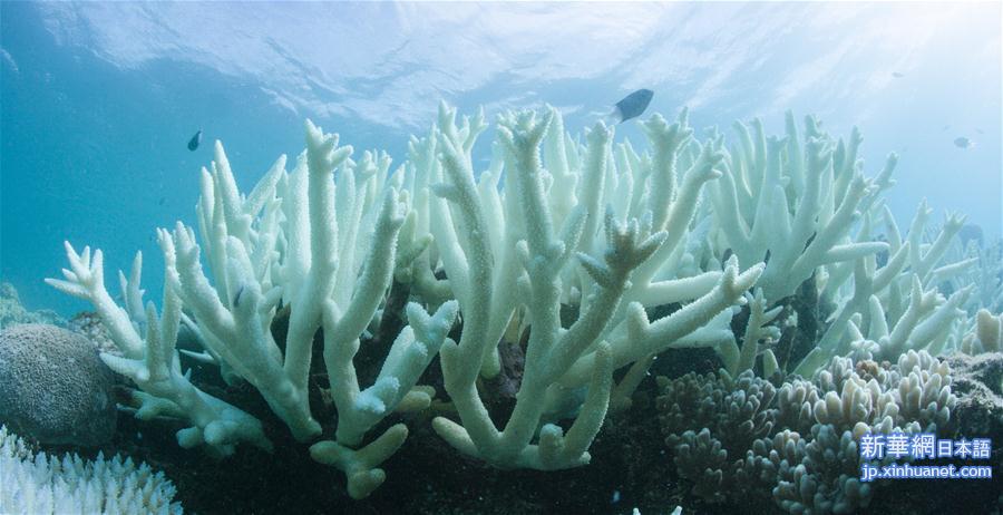 [4]（外代二线）大堡礁珊瑚连续两年出现白化