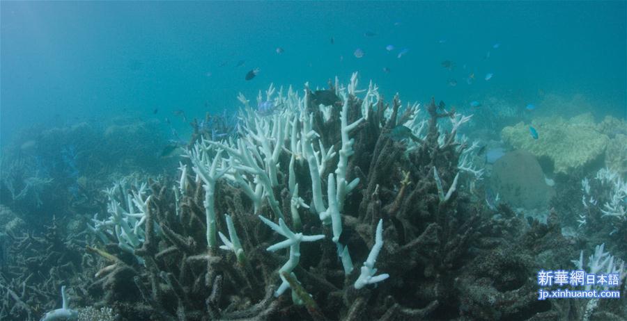 [5]（外代二线）大堡礁珊瑚连续两年出现白化