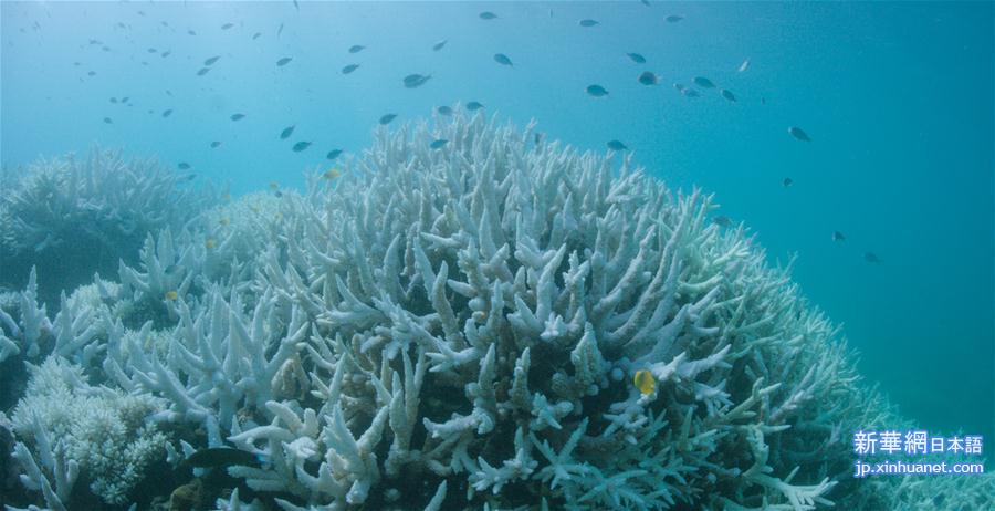 [6]（外代二线）大堡礁珊瑚连续两年出现白化