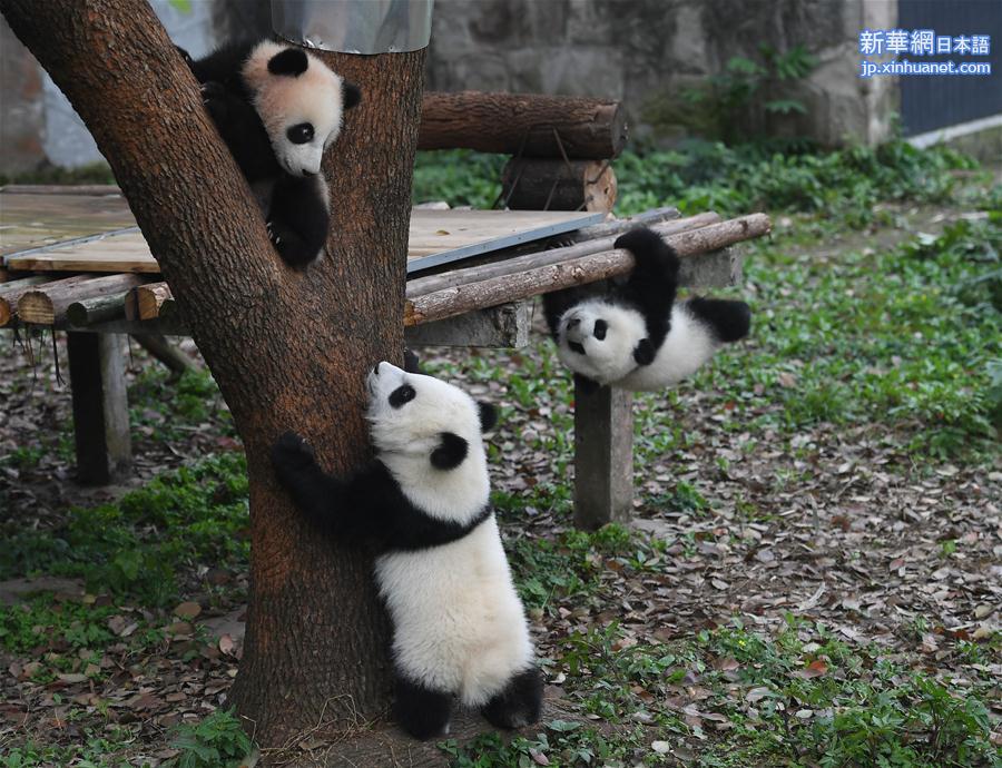 （社会）（1）重庆动物园三只大熊猫幼崽集体亮相