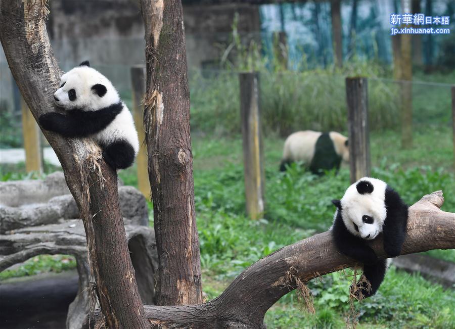 （社会）（3）重庆动物园三只大熊猫幼崽集体亮相