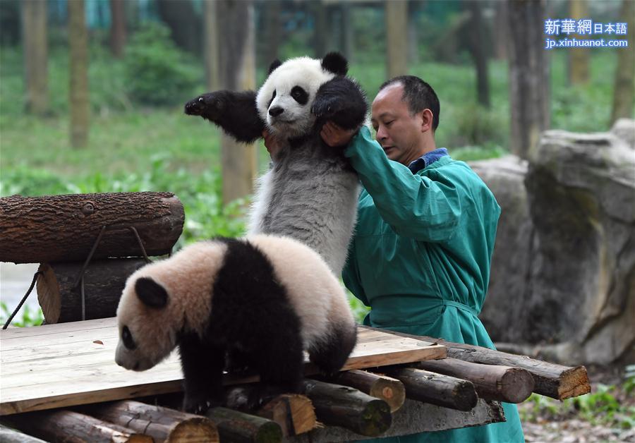 （社会）（6）重庆动物园三只大熊猫幼崽集体亮相