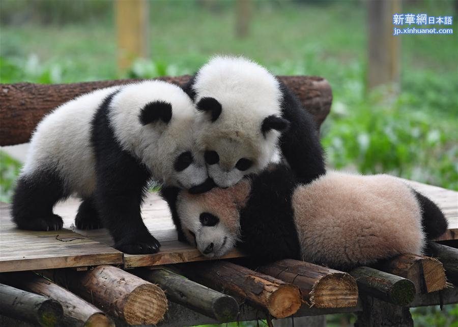 （社会）（7）重庆动物园三只大熊猫幼崽集体亮相