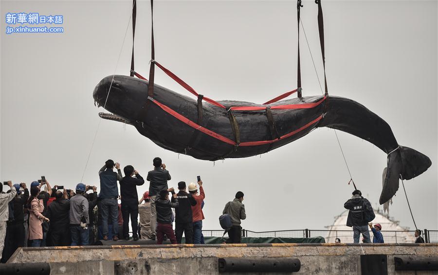 （社会）（3）搁浅抹香鲸死亡