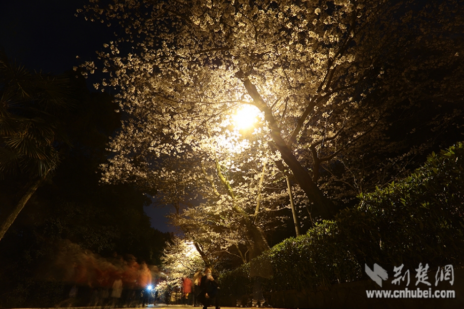 武漢大学で花見混雑を避ける、夜桜のおすすめ
