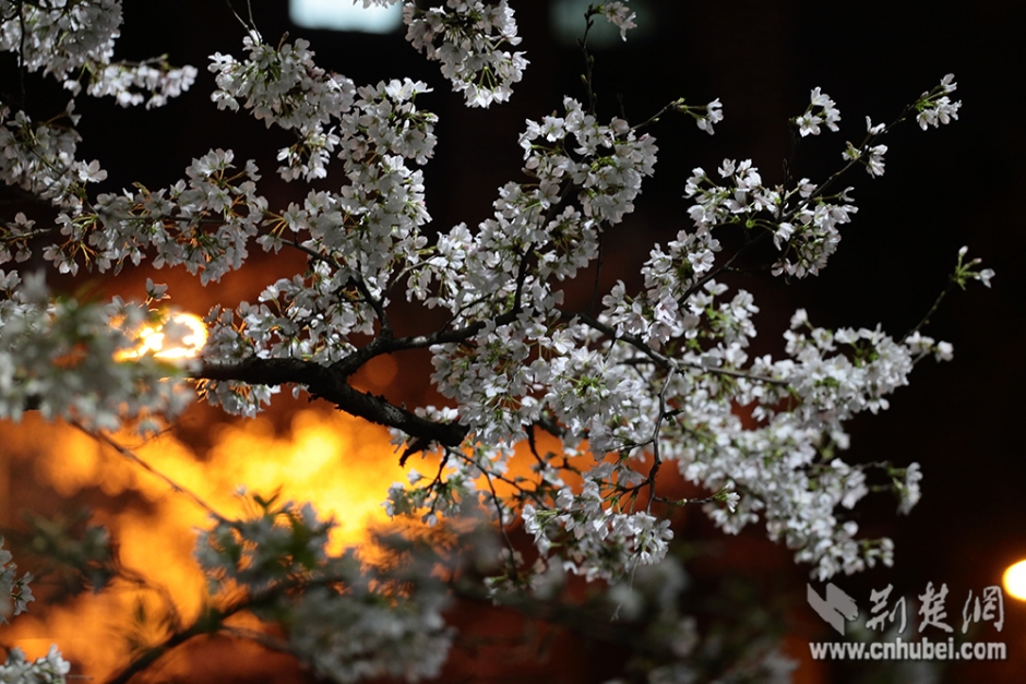 武漢大学で花見混雑を避ける、夜桜のおすすめ