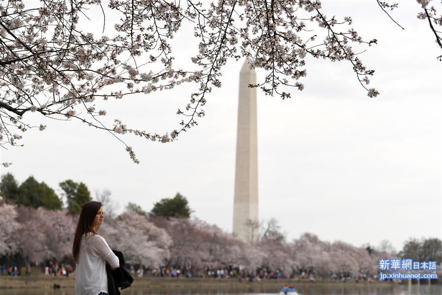 （国际）（3）华盛顿樱花盛开