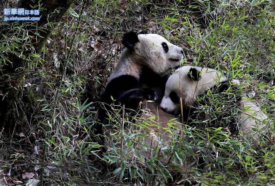 （环境）（1）秦岭大熊猫野外哺乳