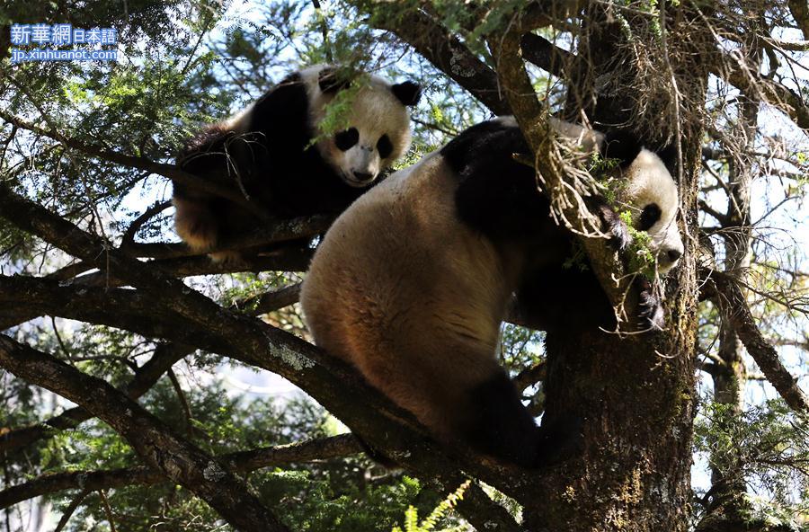 （环境）（2）秦岭大熊猫野外哺乳