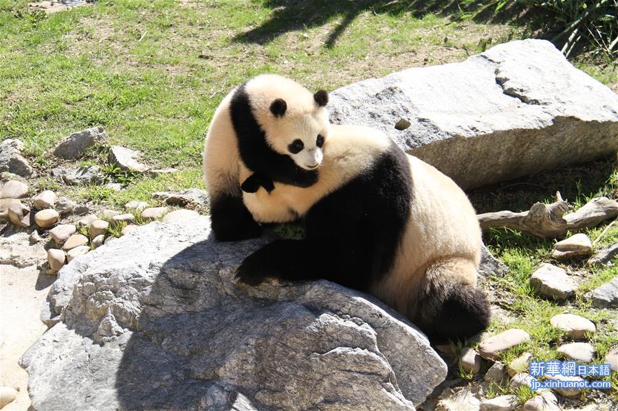 （国际）（3）马德里动物园的大熊猫“竹莉娜”首次与观众正式见面