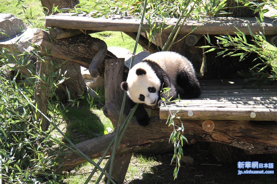 （国际）（1）马德里动物园的大熊猫“竹莉娜”首次与观众正式见面