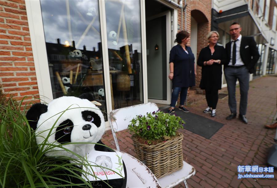 （国际）（1）荷兰小城掀起“熊猫热”