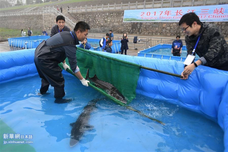 （环境）（3）500尾大规格全人工繁殖子二代中华鲟放流长江