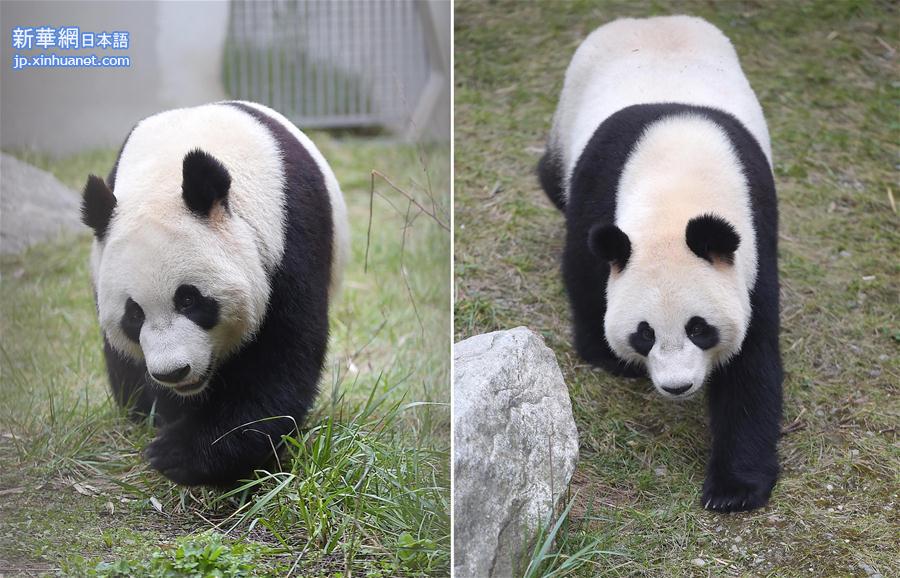 （社会）（4）大熊猫 “星雅”“武雯”赴荷兰参加科研合作