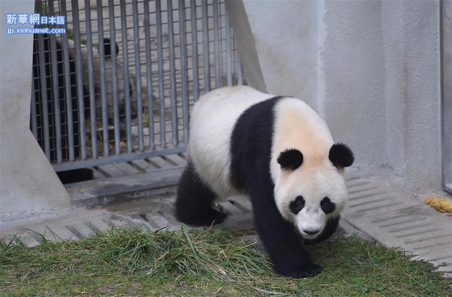 （社会）（5）大熊猫 “星雅”“武雯”赴荷兰参加科研合作