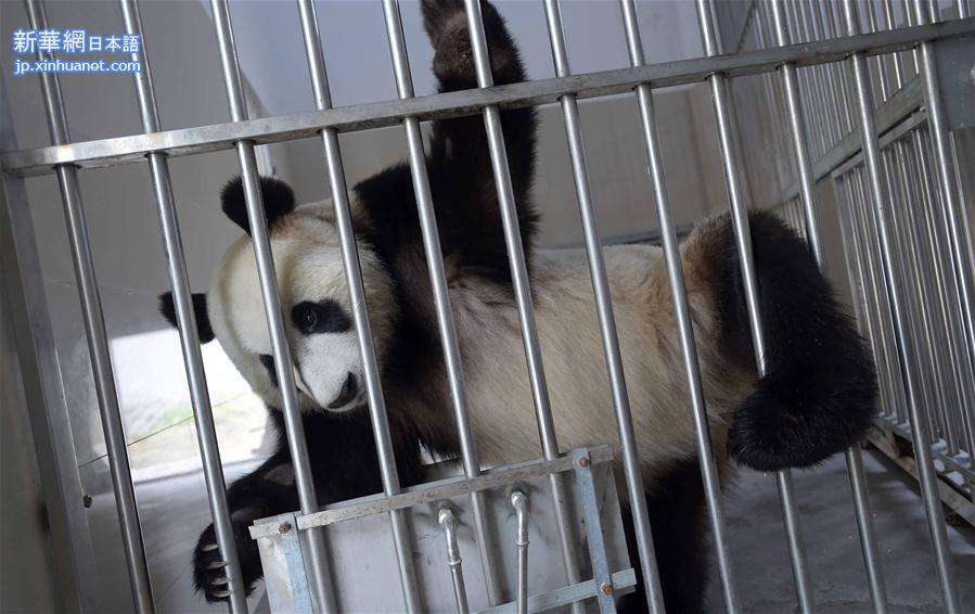 （社会）（6）大熊猫 “星雅”“武雯”赴荷兰参加科研合作