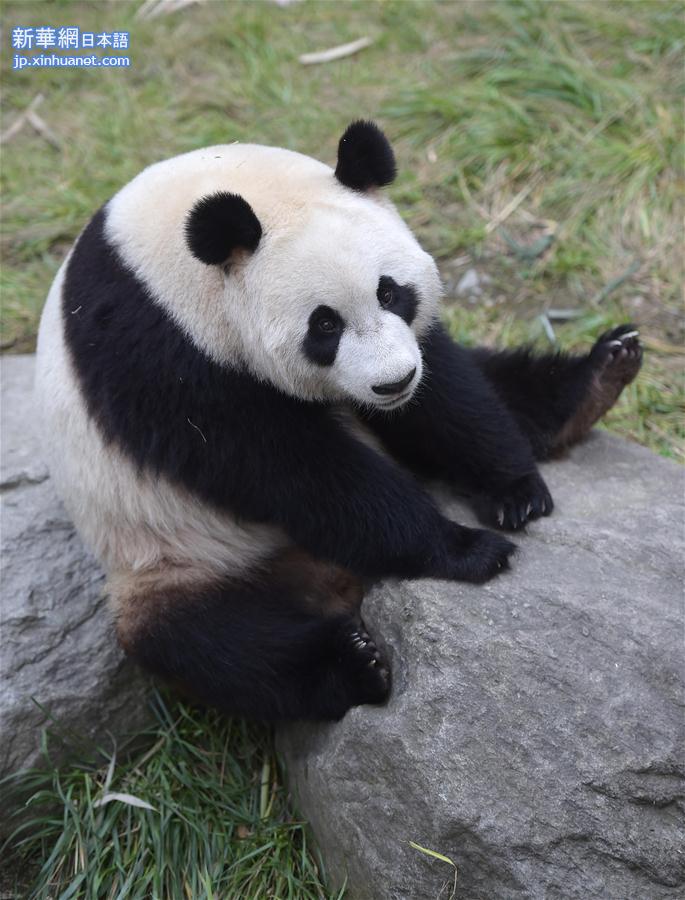 （社会）（8）大熊猫 “星雅”“武雯”赴荷兰参加科研合作