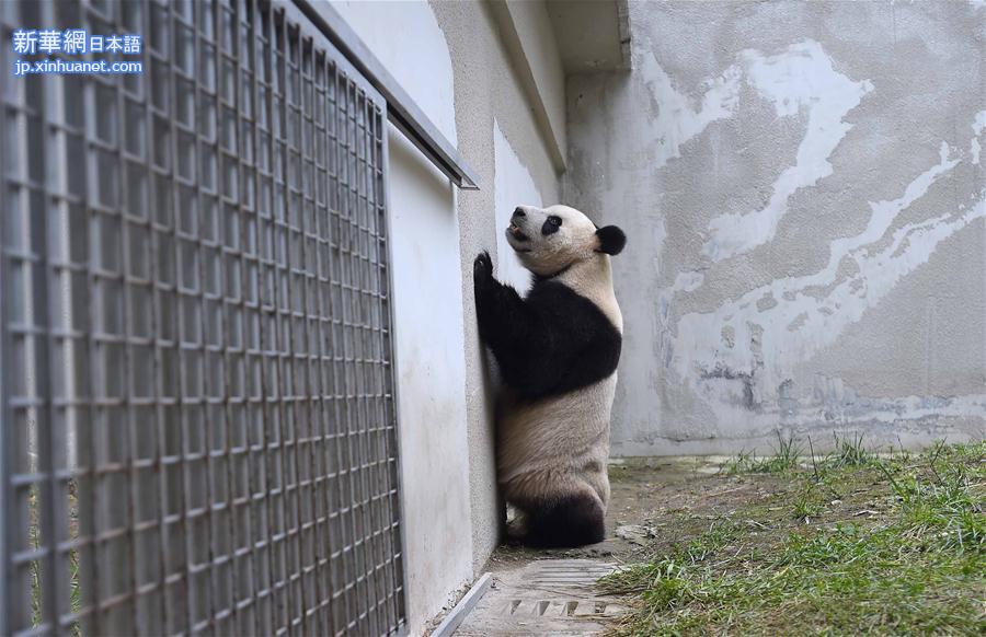 （社会）（9）大熊猫 “星雅”“武雯”赴荷兰参加科研合作