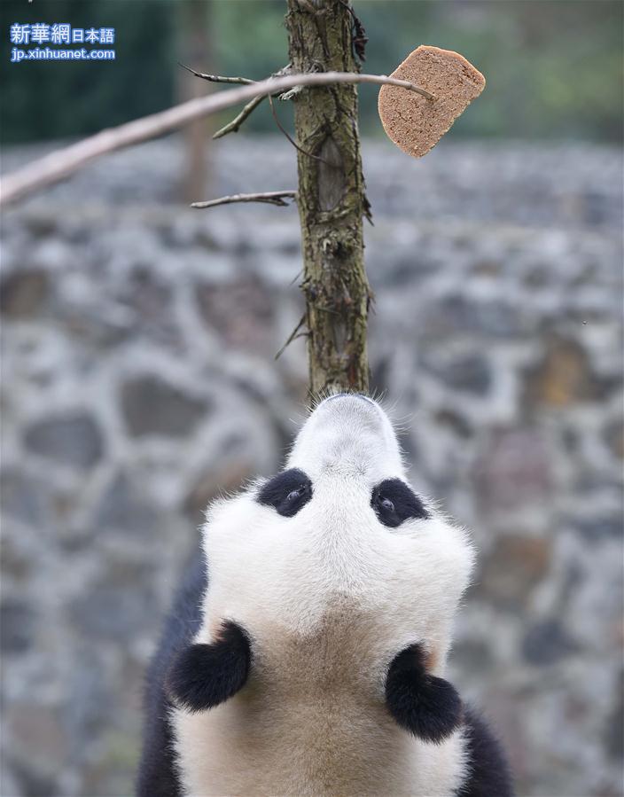 （社会）（10）大熊猫 “星雅”“武雯”赴荷兰参加科研合作