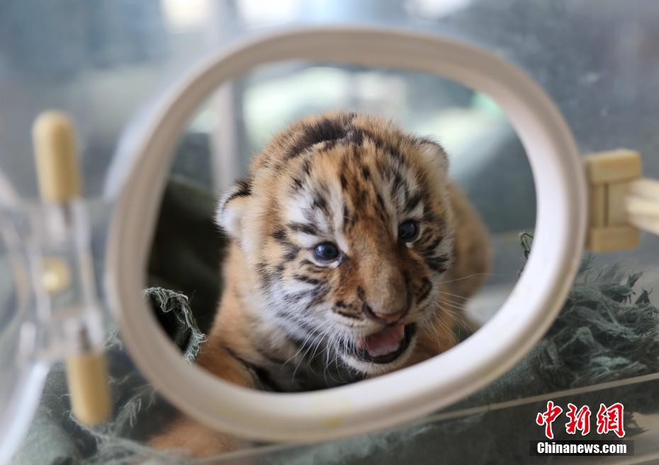 世界最大の東北虎繁殖施設で赤ちゃんトラ50頭誕生し ピーク迎える 新華網日本語