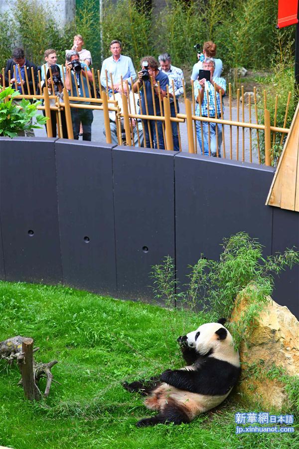 （国际）（2）旅荷大熊猫“星雅”“武雯”首次公开亮相