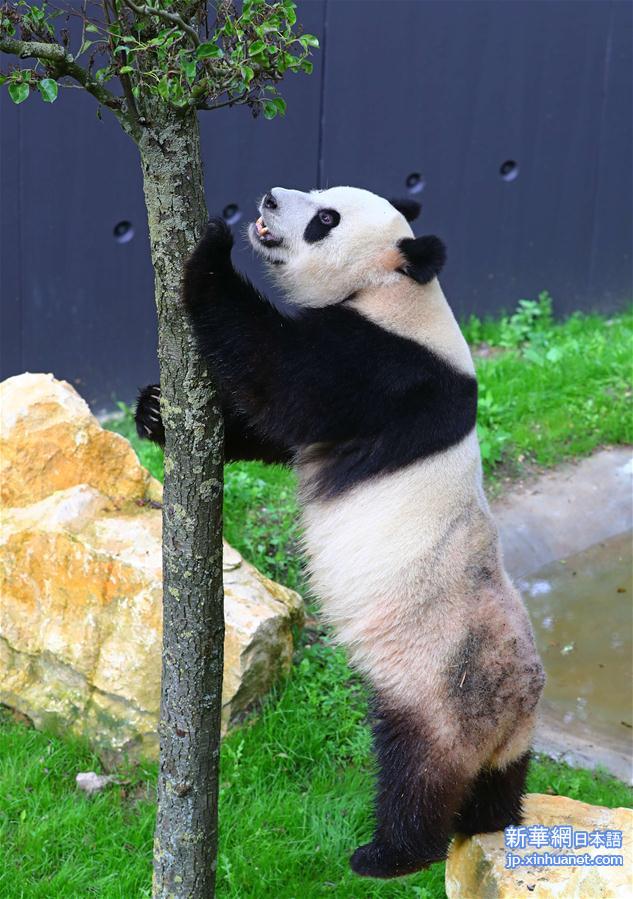 （国际）（5）旅荷大熊猫“星雅”“武雯”首次公开亮相