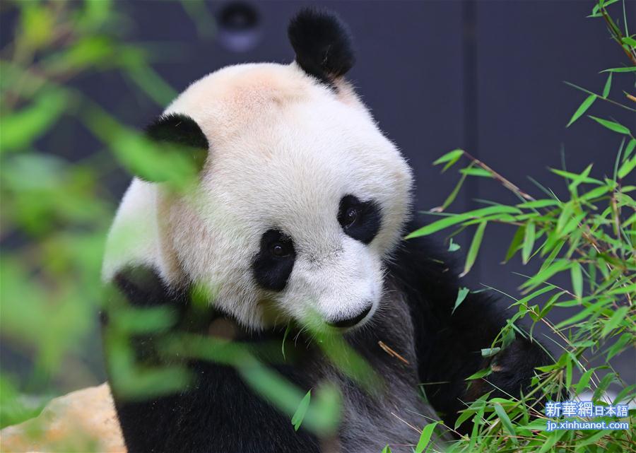 （国际）（6）旅荷大熊猫“星雅”“武雯”首次公开亮相