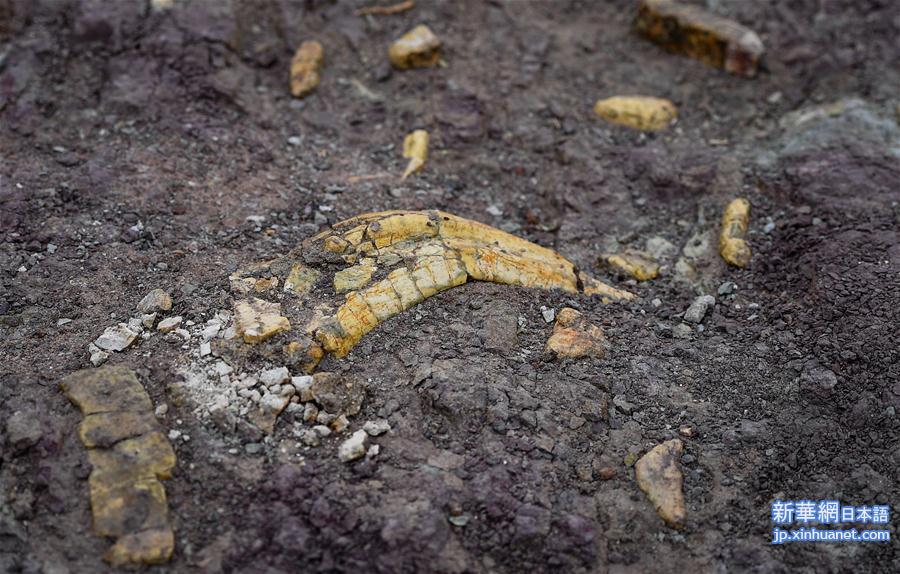 （社会）（7）吉林延吉龙山恐龙化石群进行系统发掘