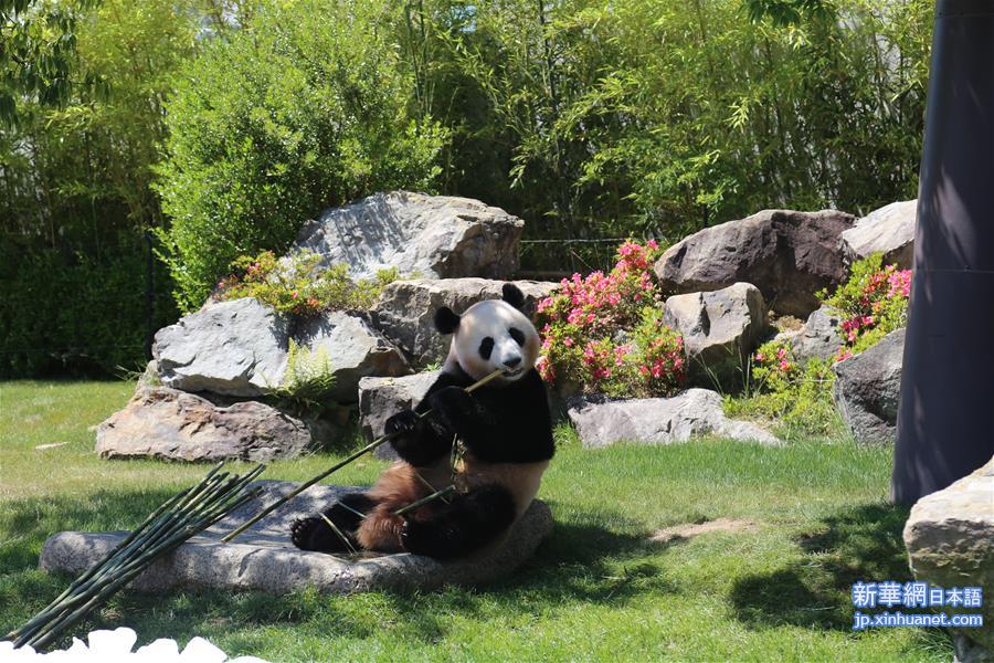 （国际）（2）旅日大熊猫三兄妹将返乡